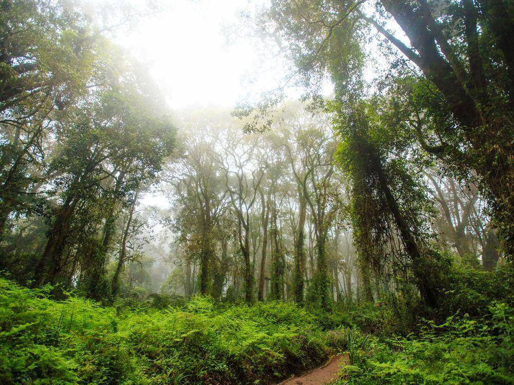 Montane rainforest